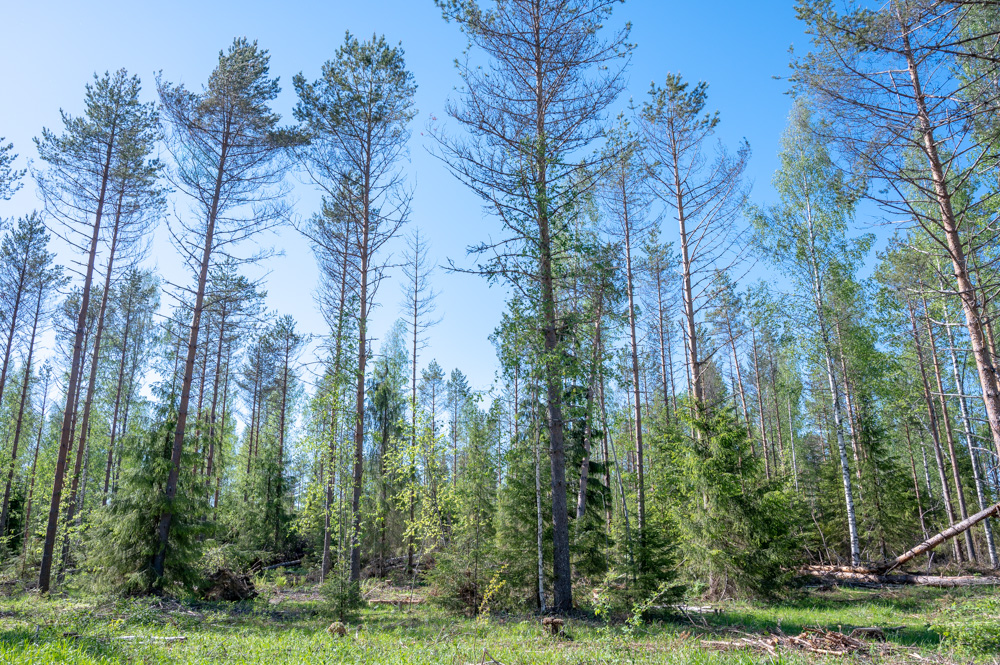 Kuvio tuulenkaatojen jälkeen